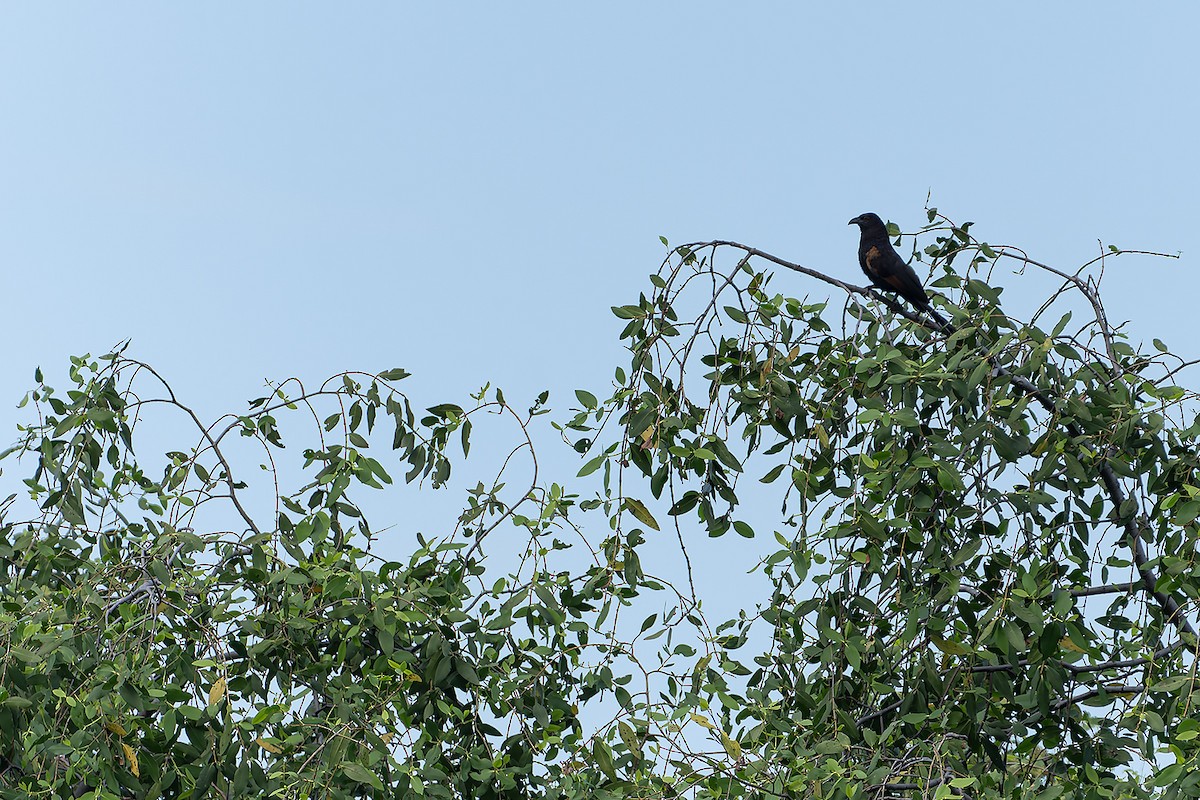 Coucal noirou - ML636461397