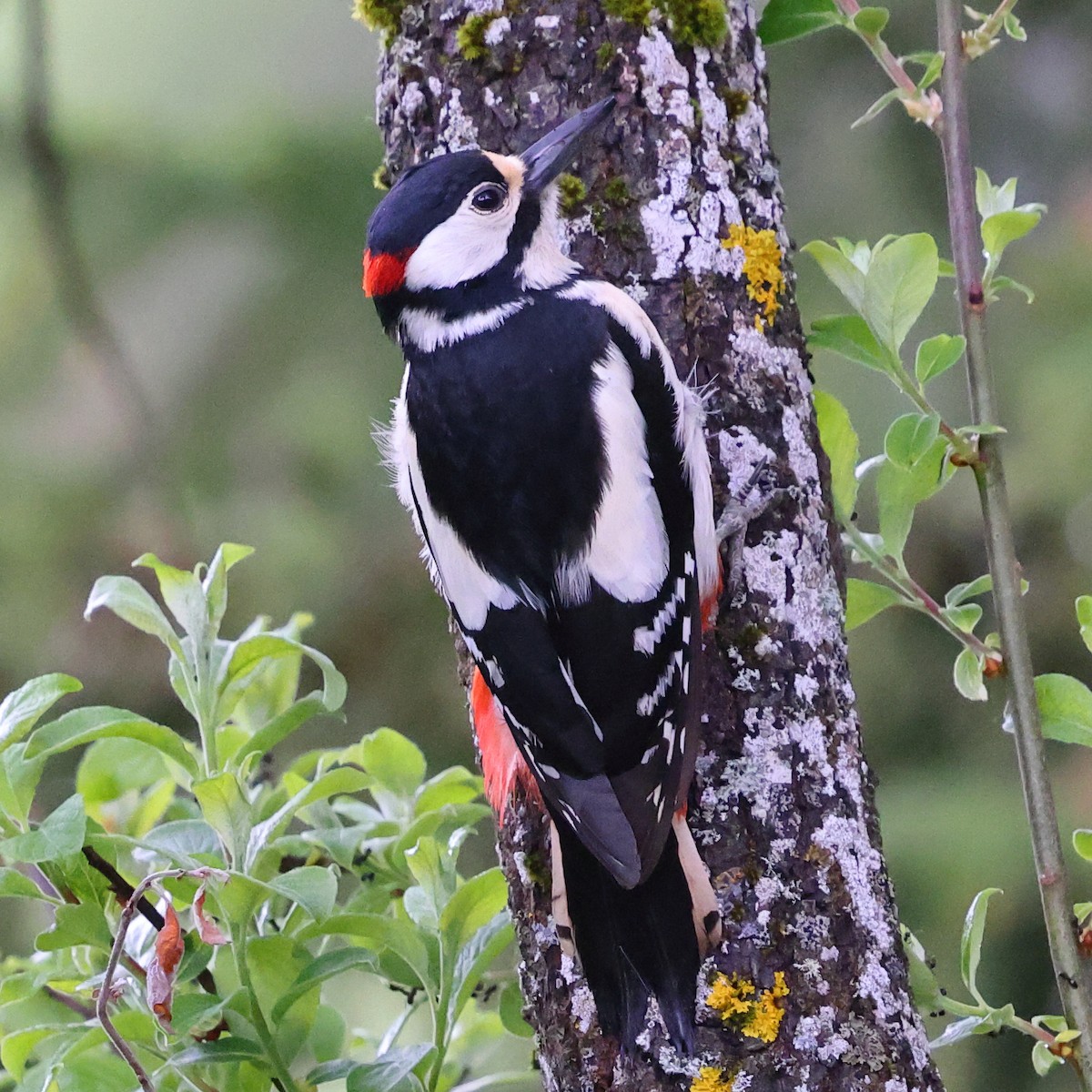 アカゲラ - ML636461413
