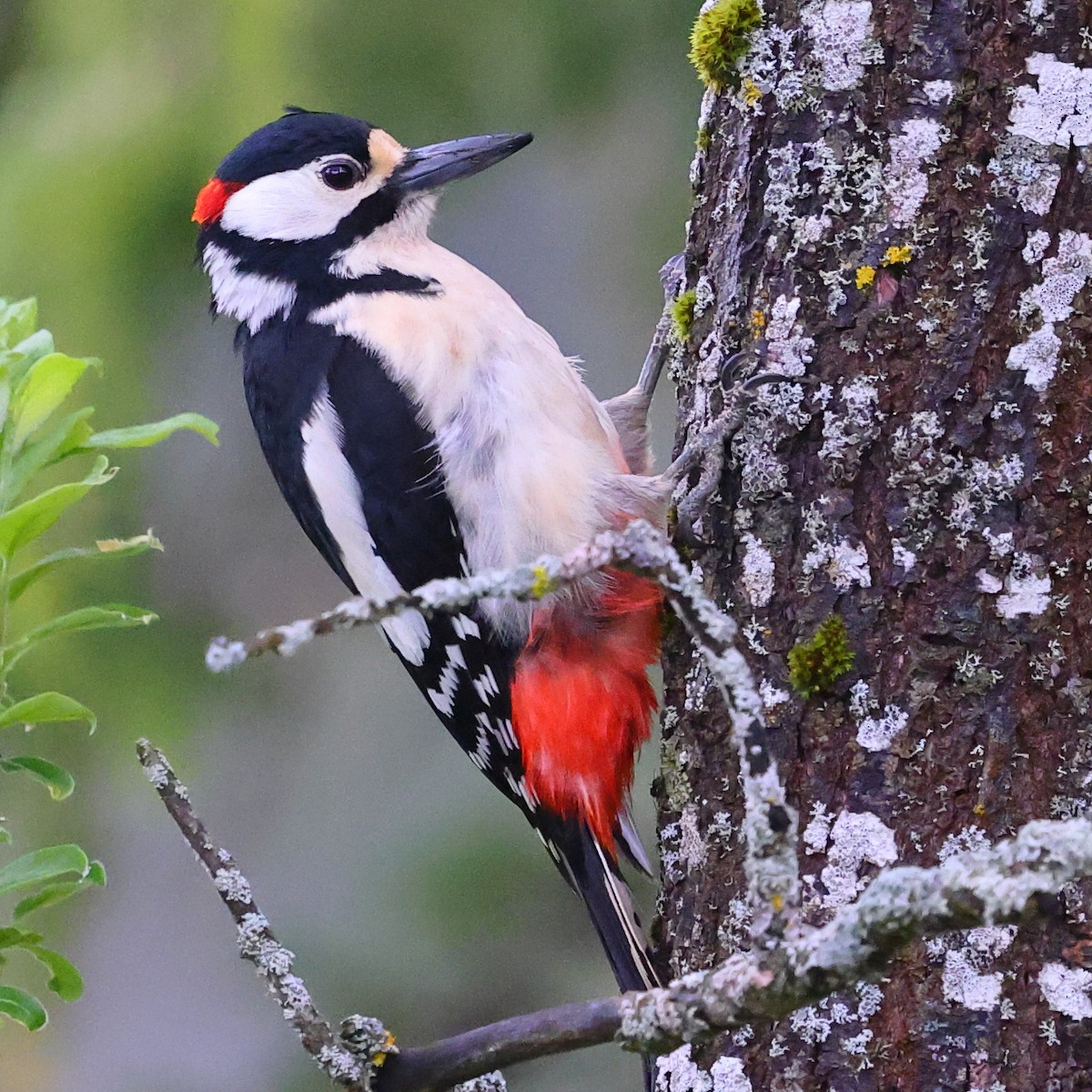 アカゲラ - ML636461421