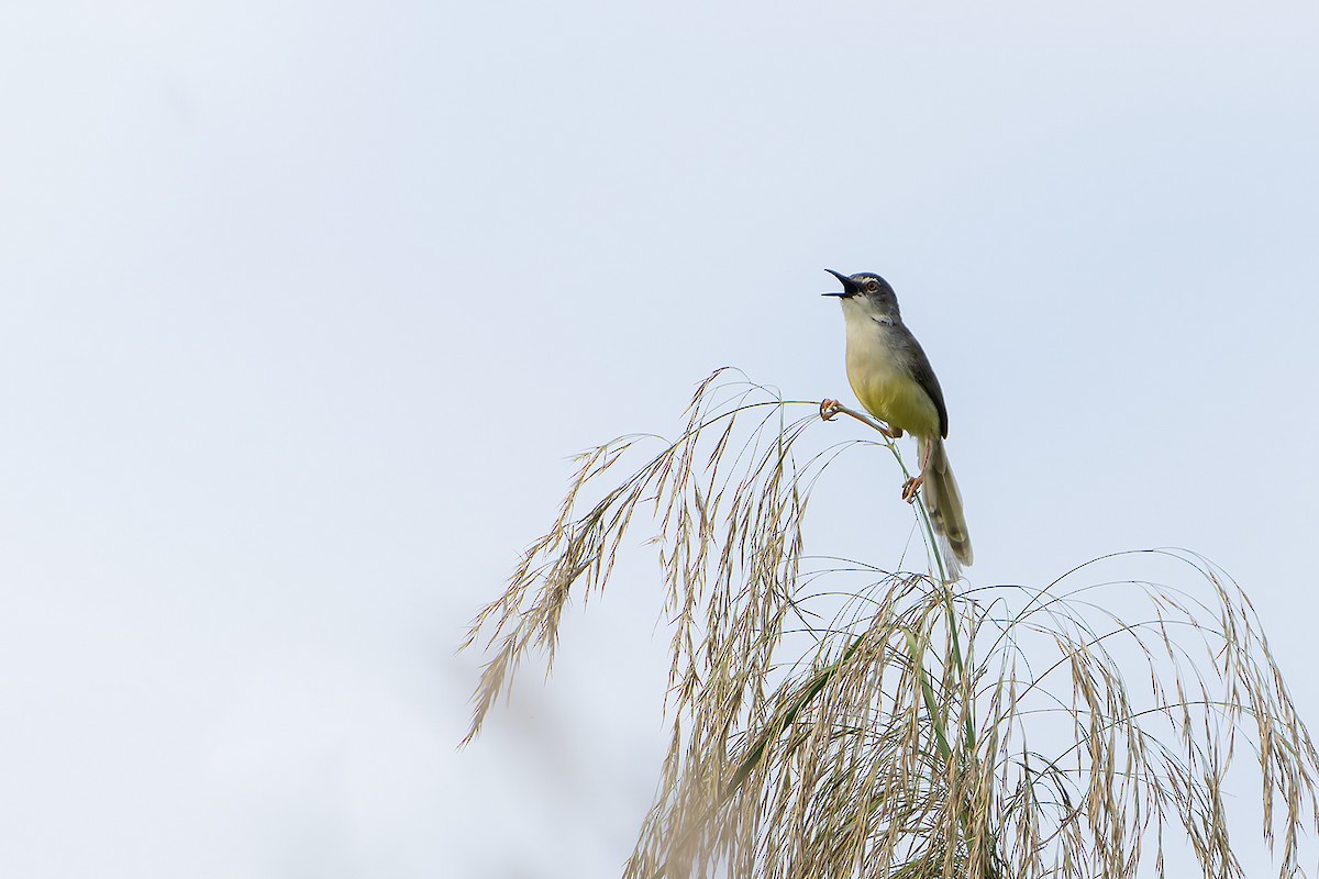 Prinia à ventre jaune - ML636461422