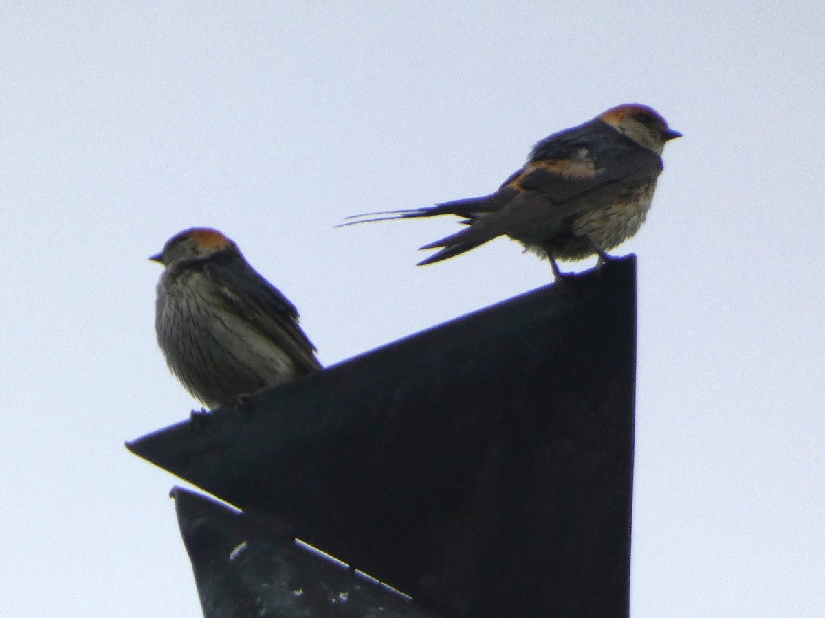 Golondrina Cabecirrufa - ML636461462