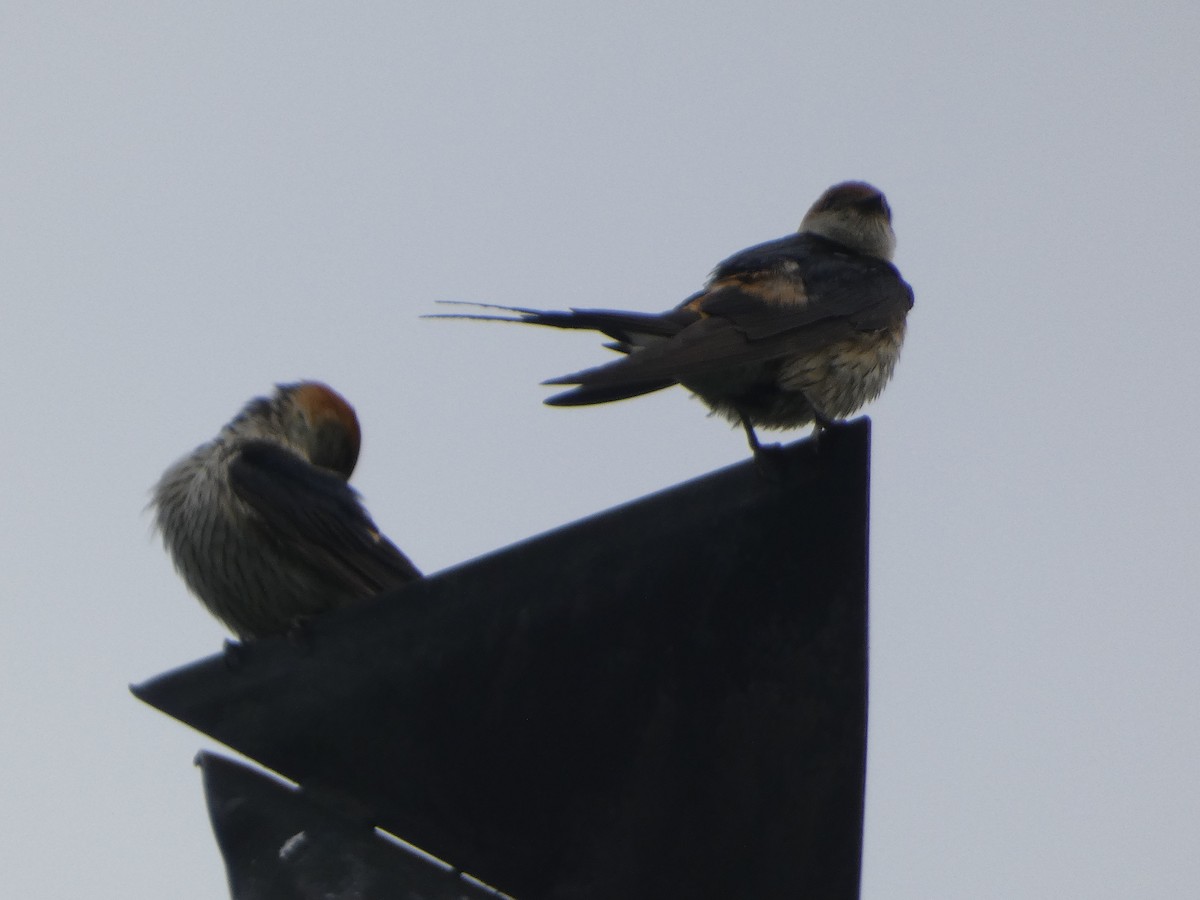 Golondrina Cabecirrufa - ML636461463