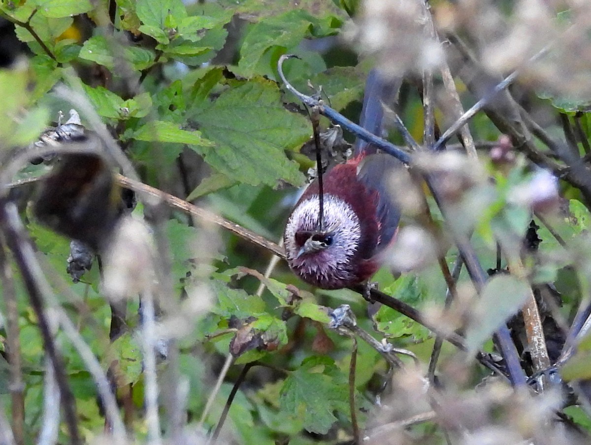 Pink-headed Warbler - ML636461484