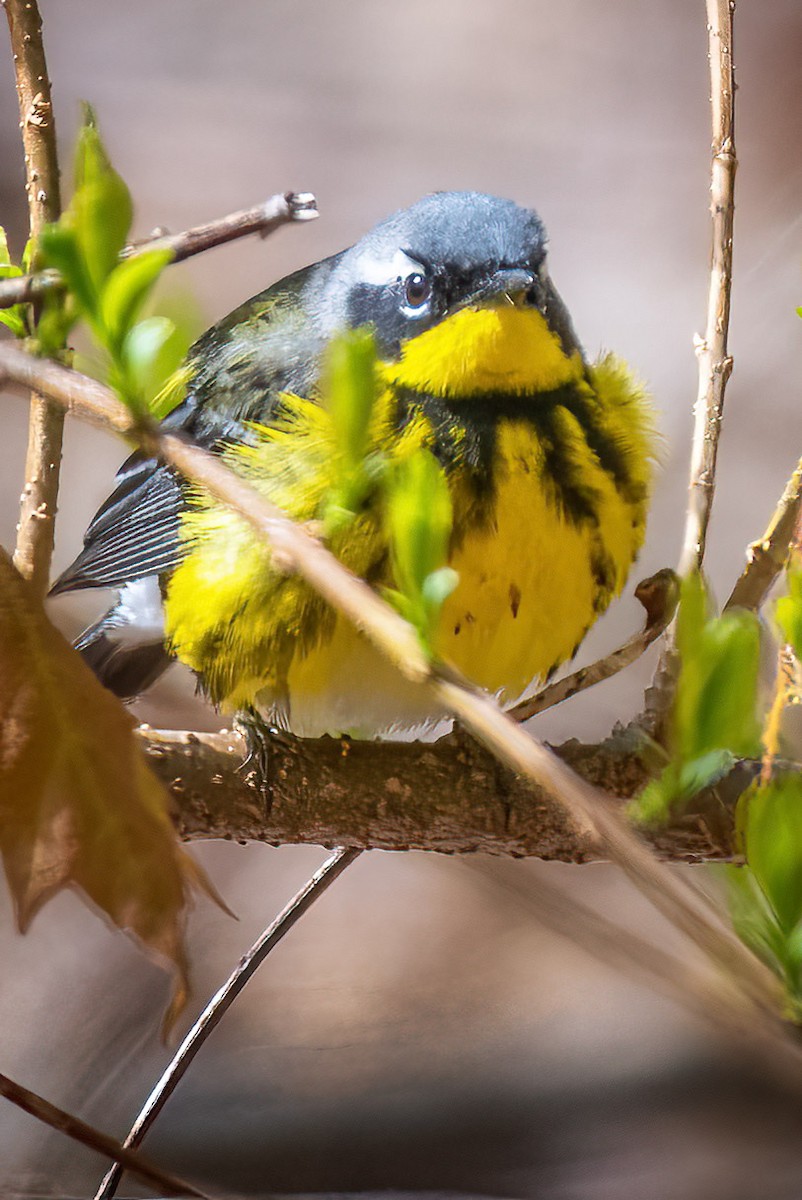 Magnolia Warbler - ML636461519