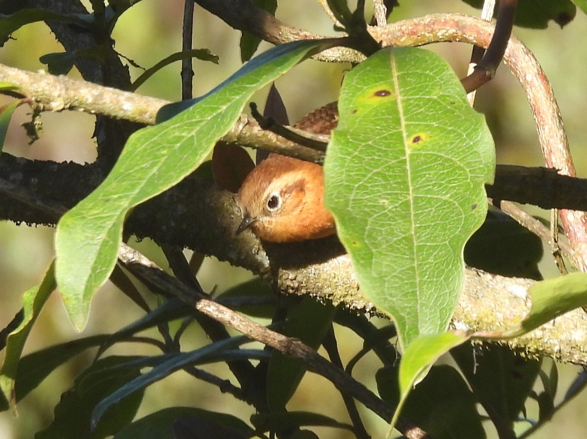 Rufous-browed Wren - ML636461762