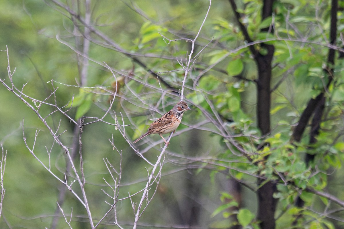 Chestnut-eared Bunting - ML636461840