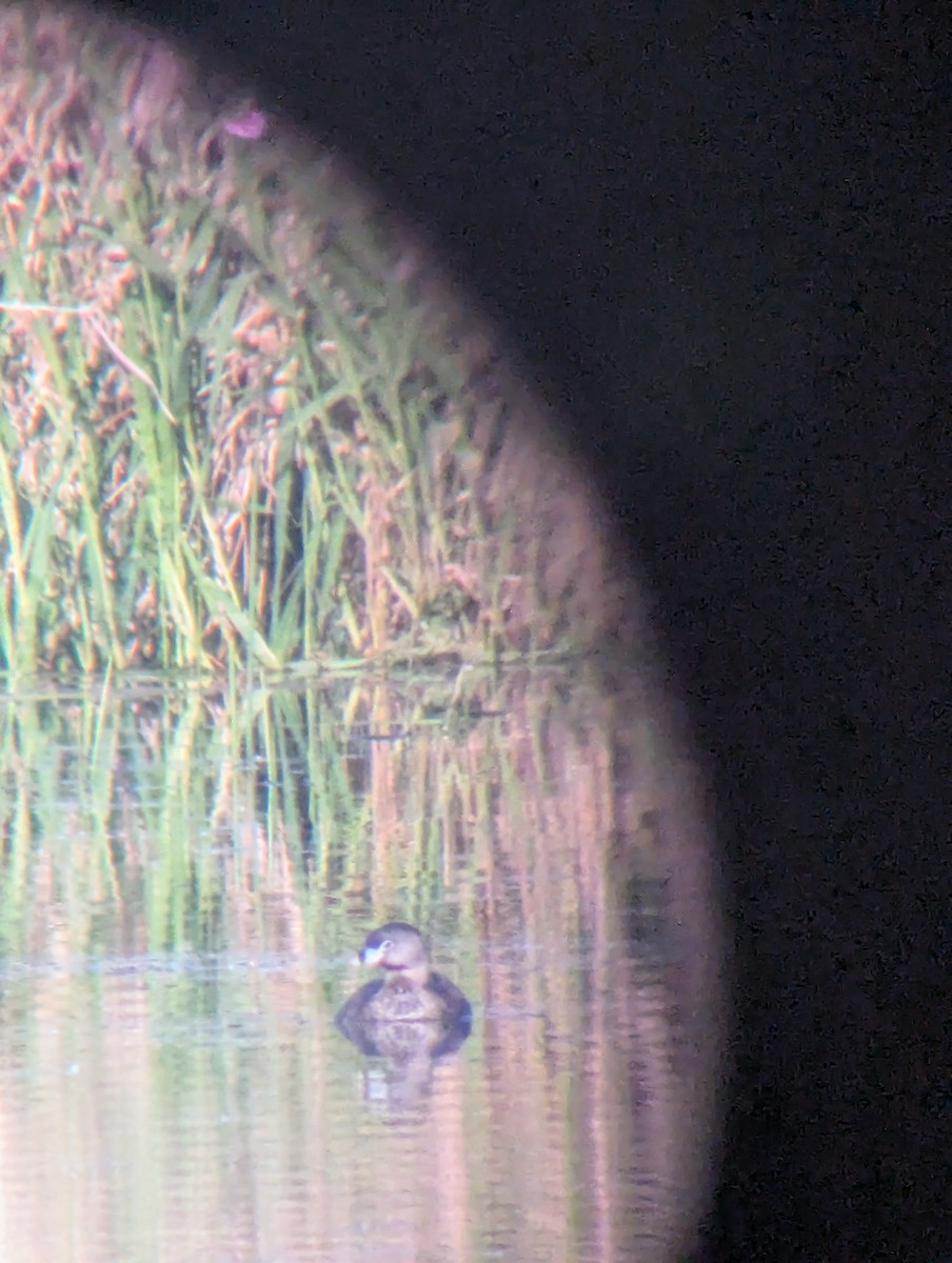Pied-billed Grebe - ML636461867