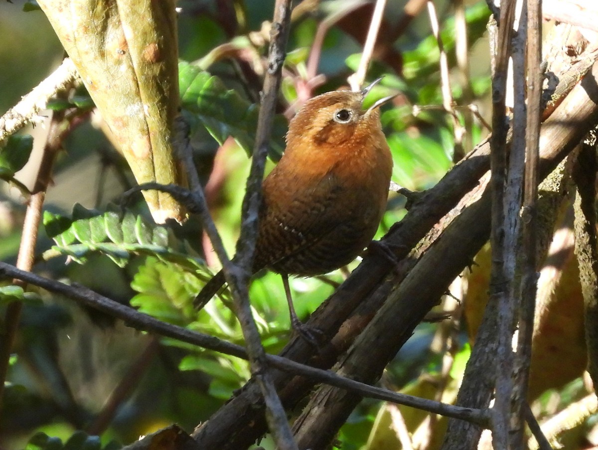 Rufous-browed Wren - ML636461894