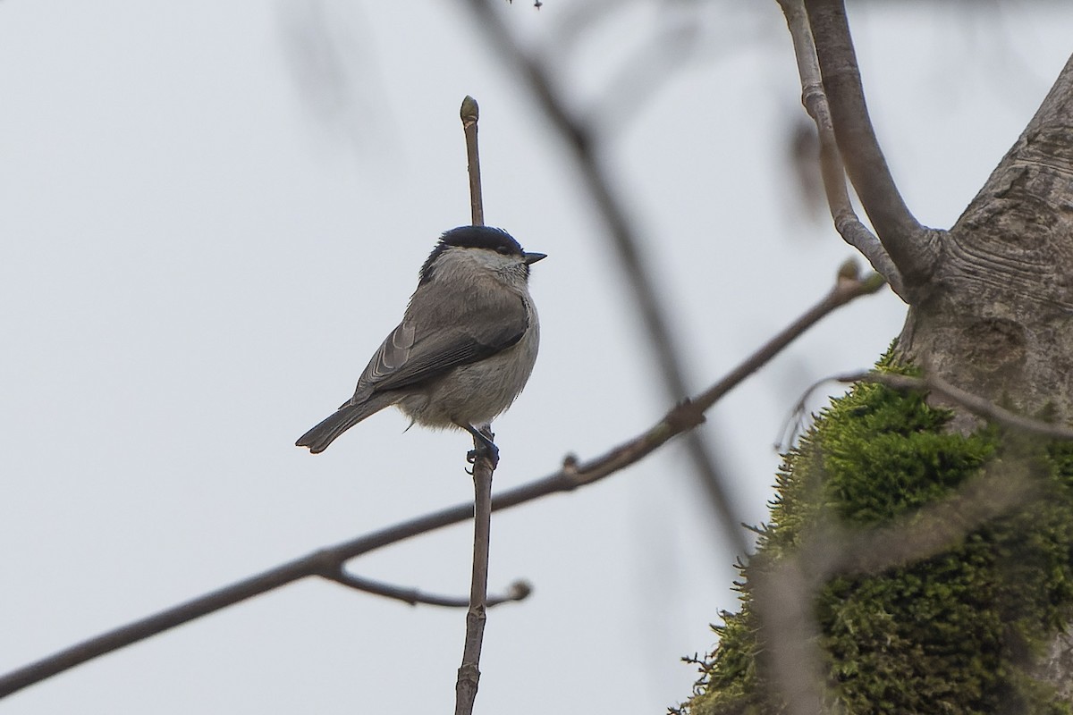 Marsh/Willow Tit - ML636461901