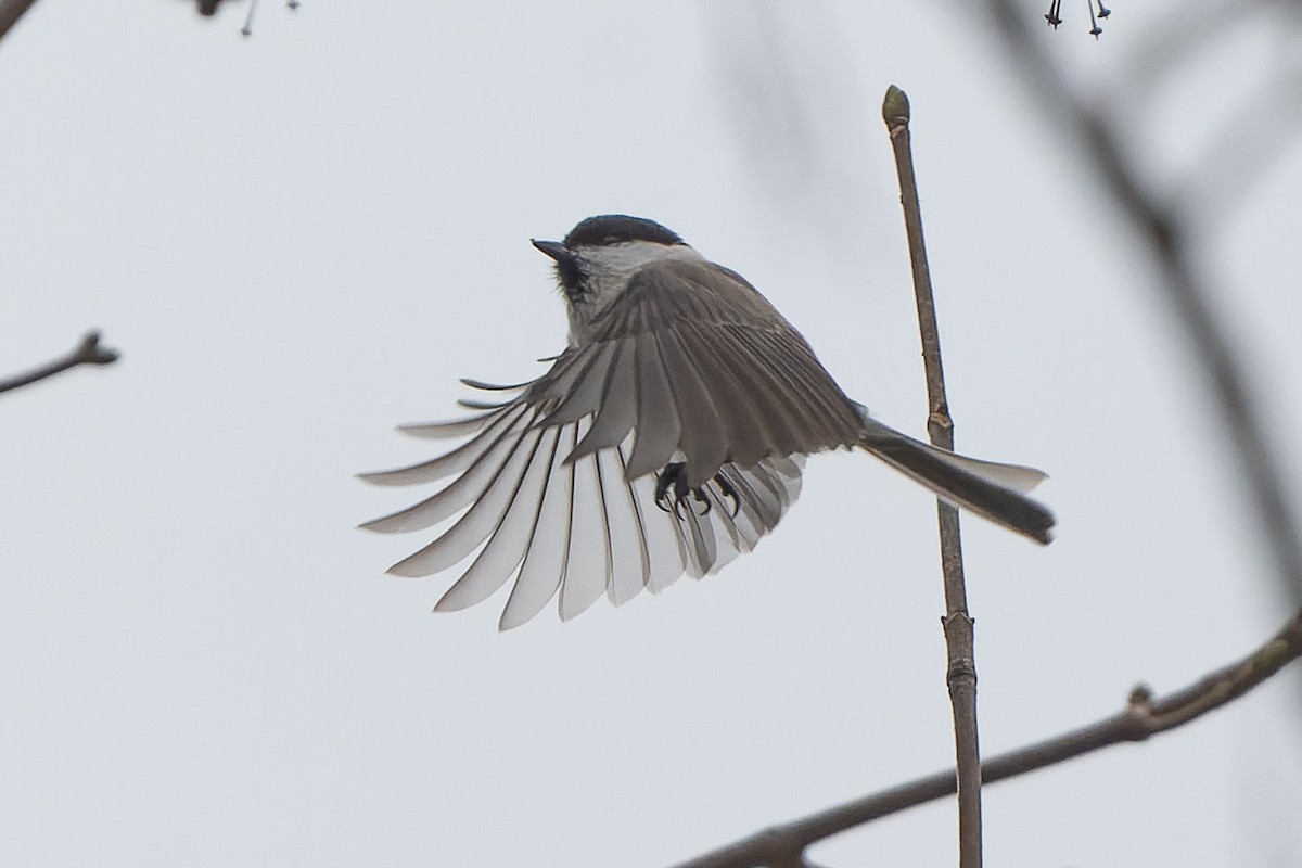 Marsh/Willow Tit - ML636461969