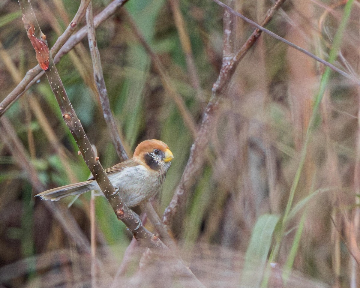 Spot-breasted Parrotbill - ML636461979