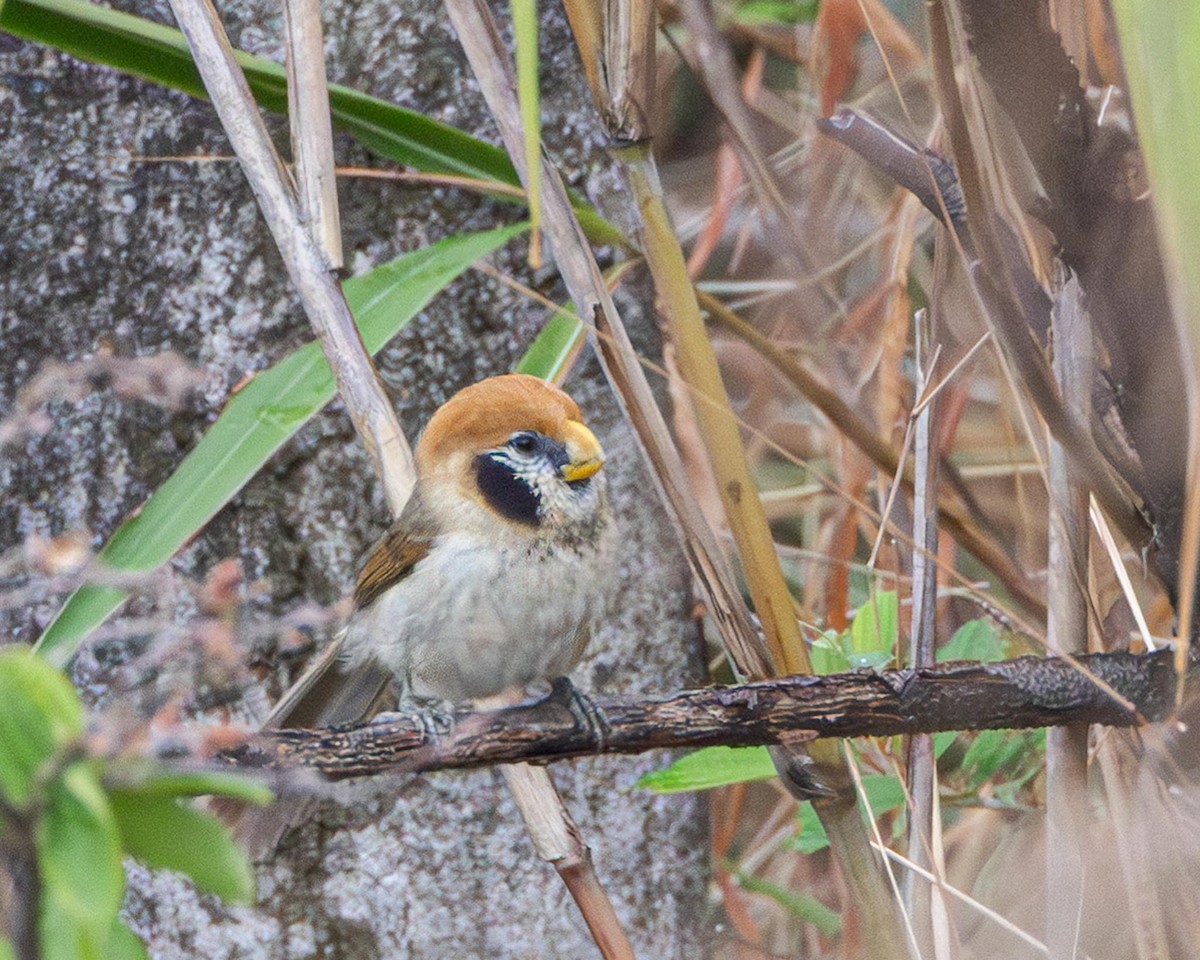 Spot-breasted Parrotbill - ML636462092