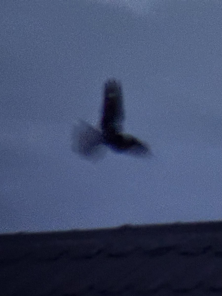 Philippine Nightjar - ML636462105
