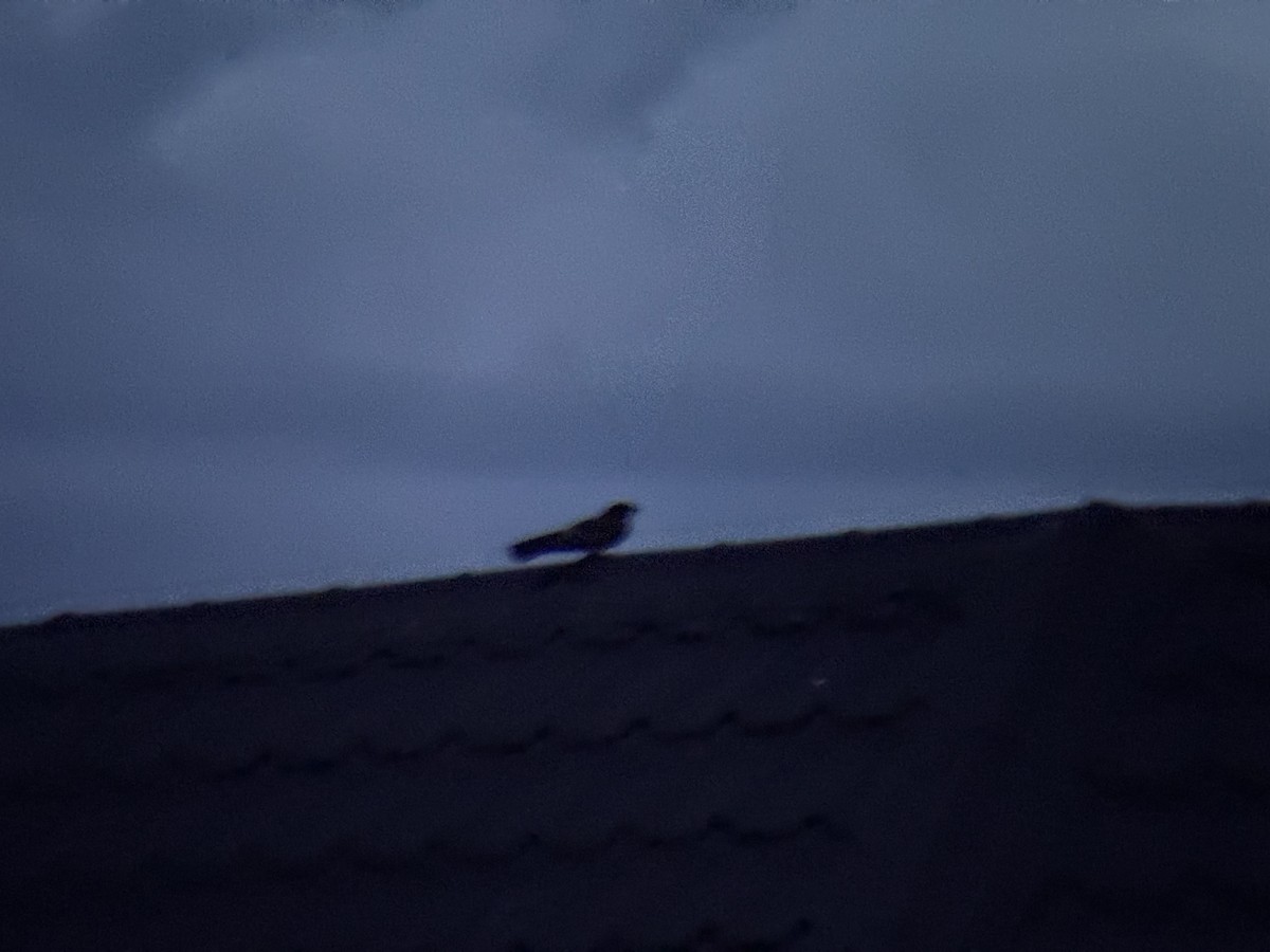 Philippine Nightjar - ML636462106