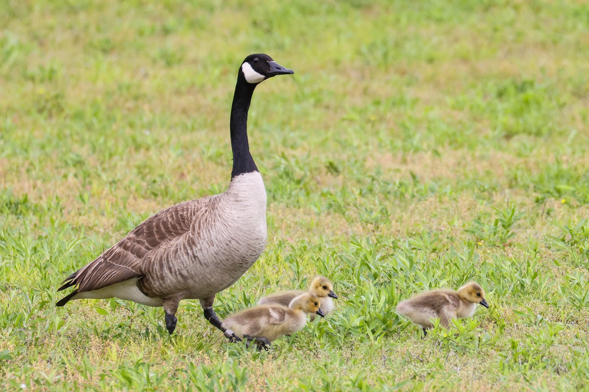 Canada Goose - ML636462108