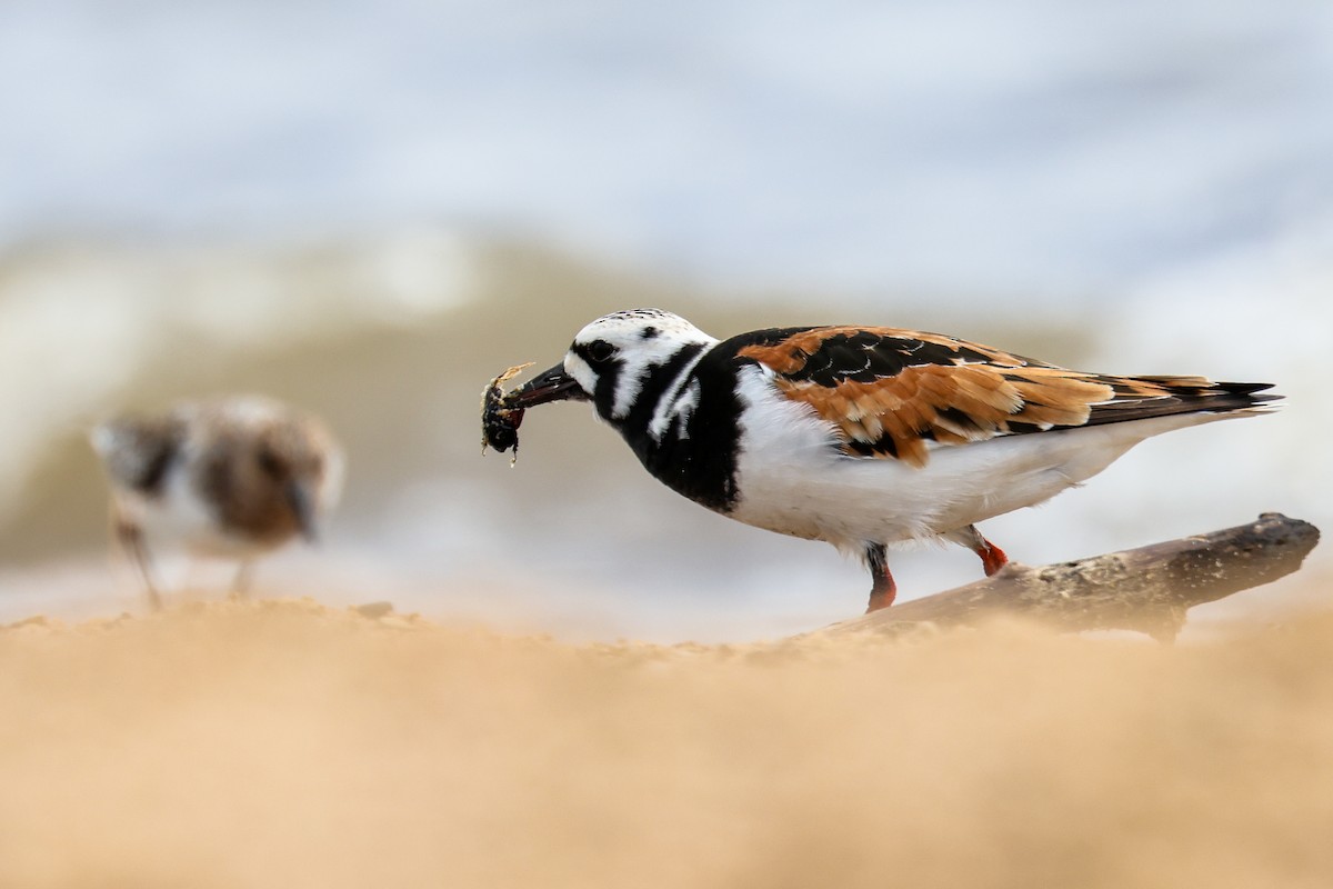 Ruddy Turnstone - ML636462121