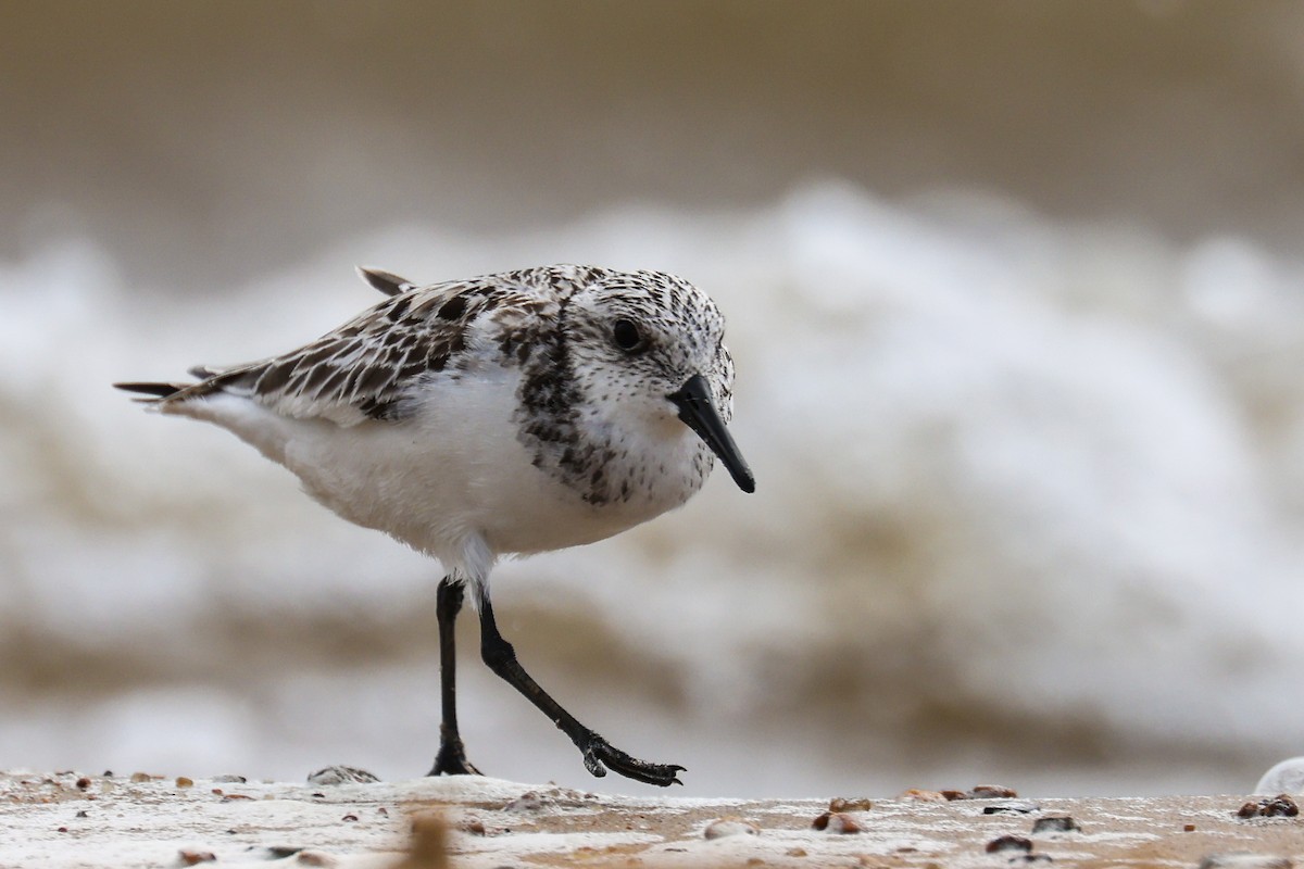 Sanderling - ML636462129