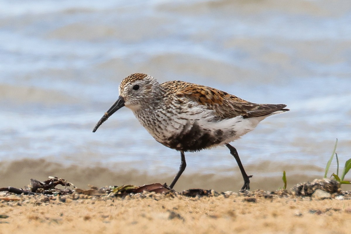 Dunlin - ML636462134