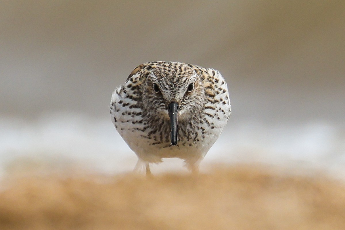 White-rumped Sandpiper - ML636462143