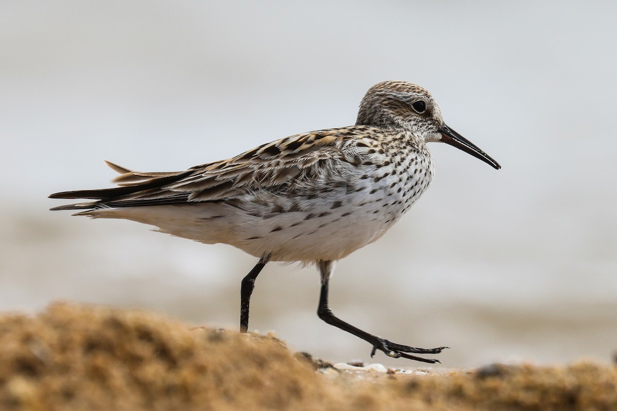 White-rumped Sandpiper - ML636462144