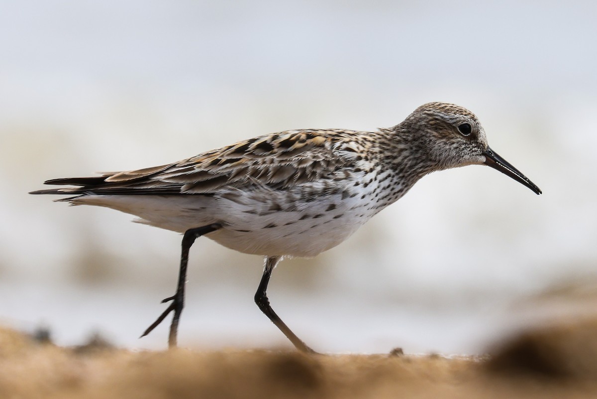 White-rumped Sandpiper - ML636462145
