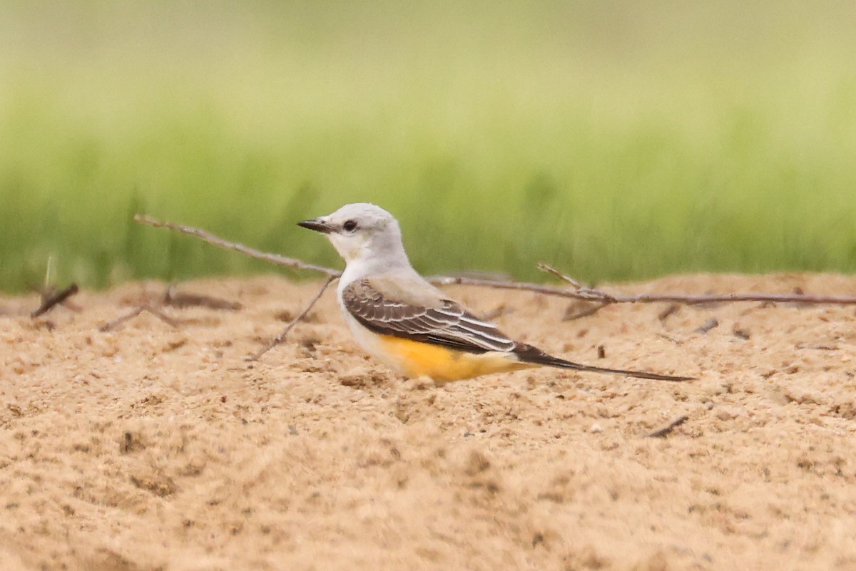 Scissor-tailed Flycatcher - ML636462164