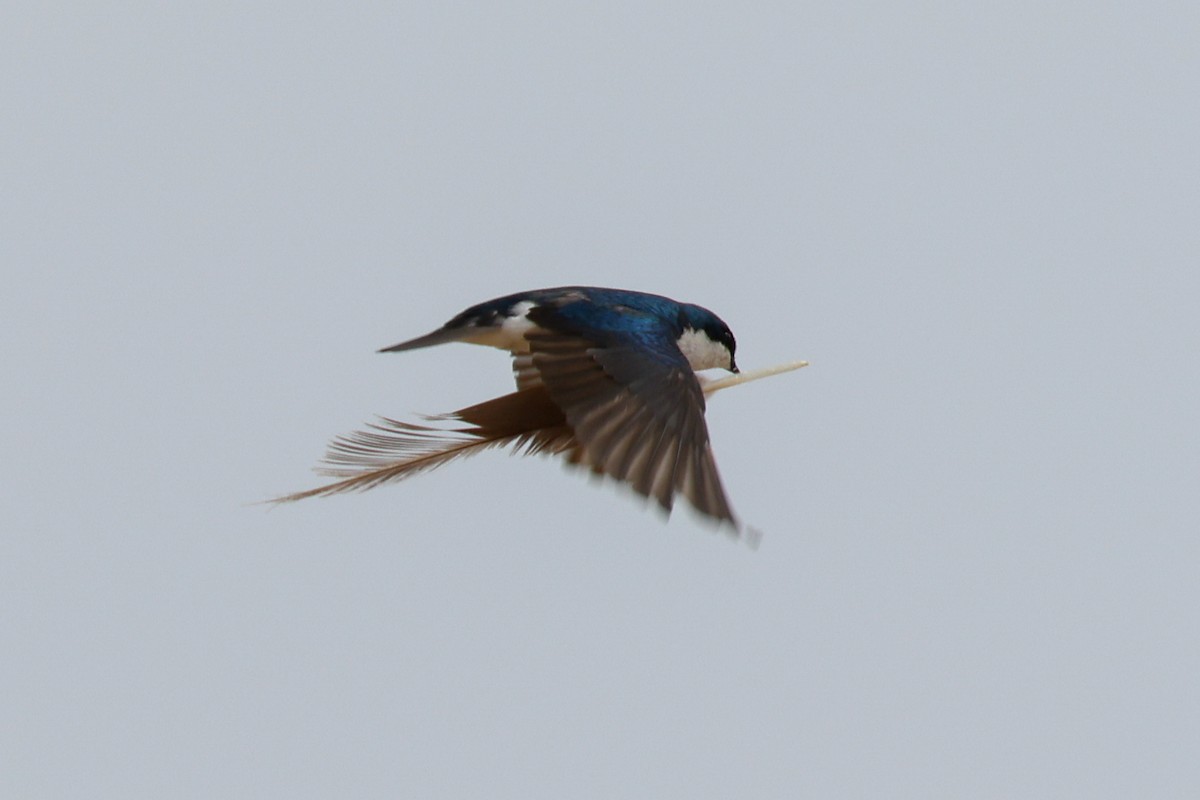 Tree Swallow - ML636462172