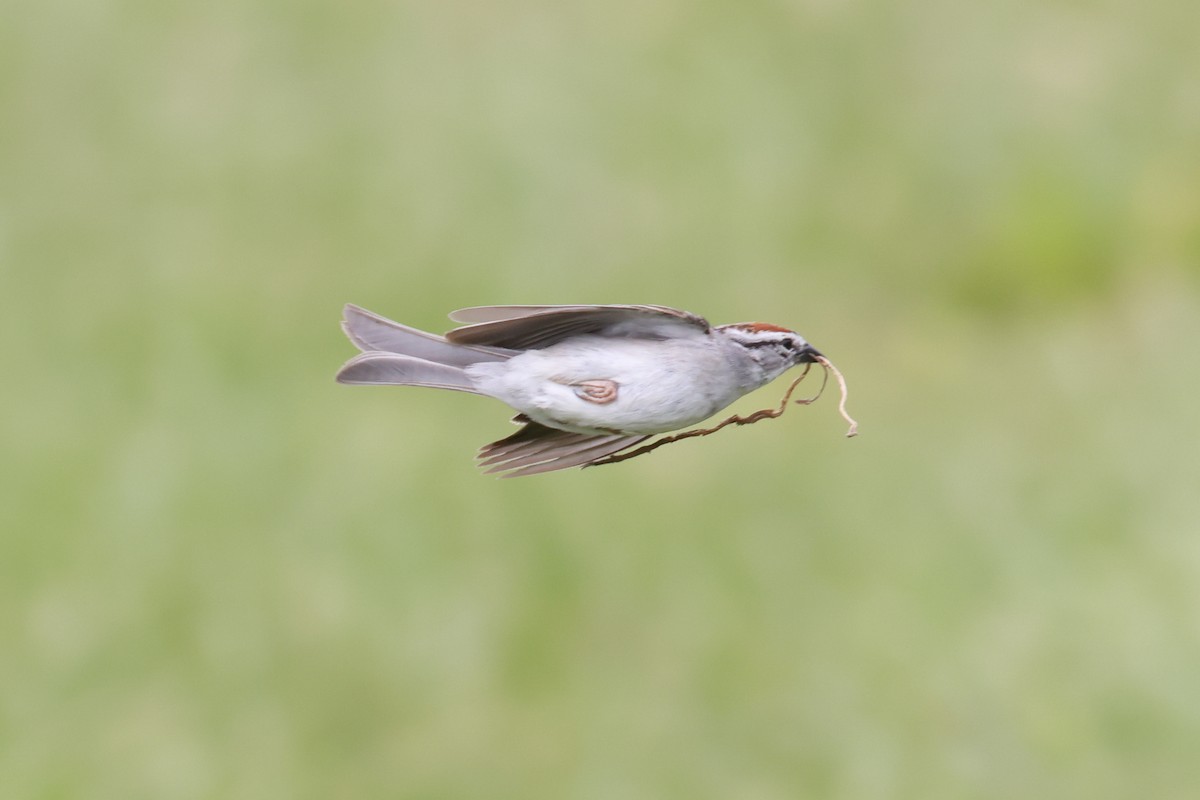 Chipping Sparrow - ML636462175