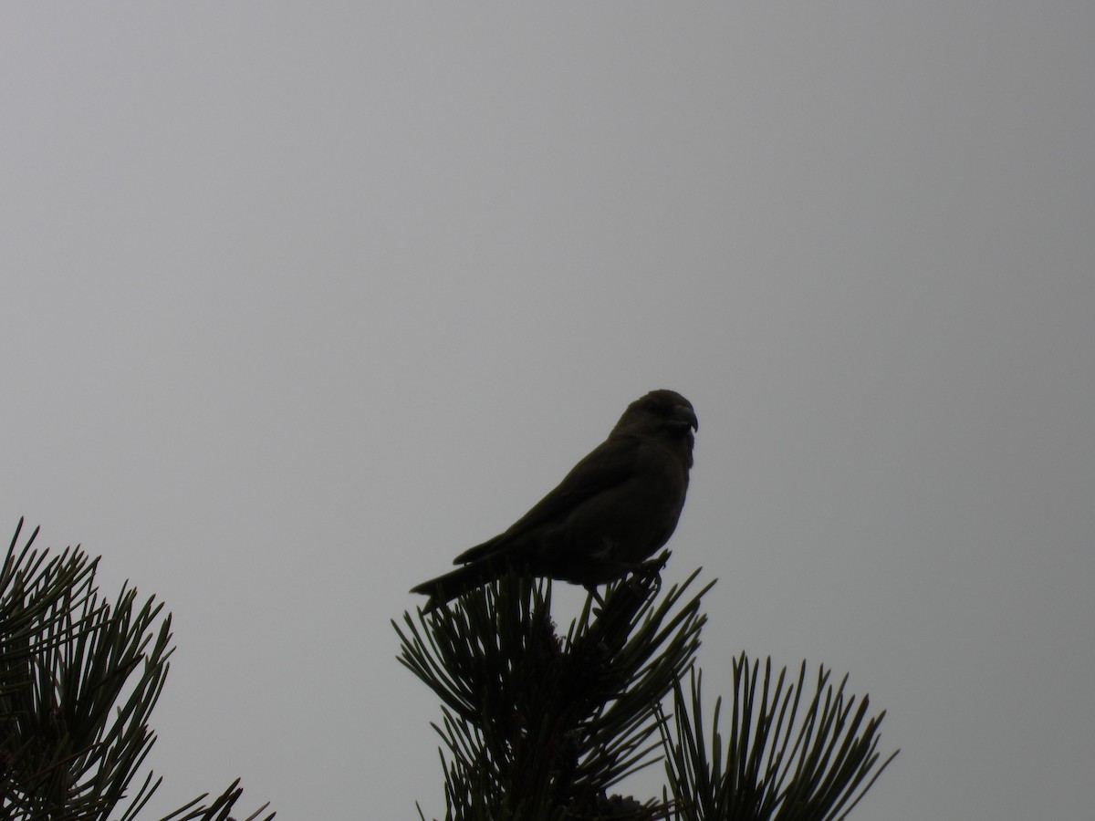 Red Crossbill (North African) - ML636462241