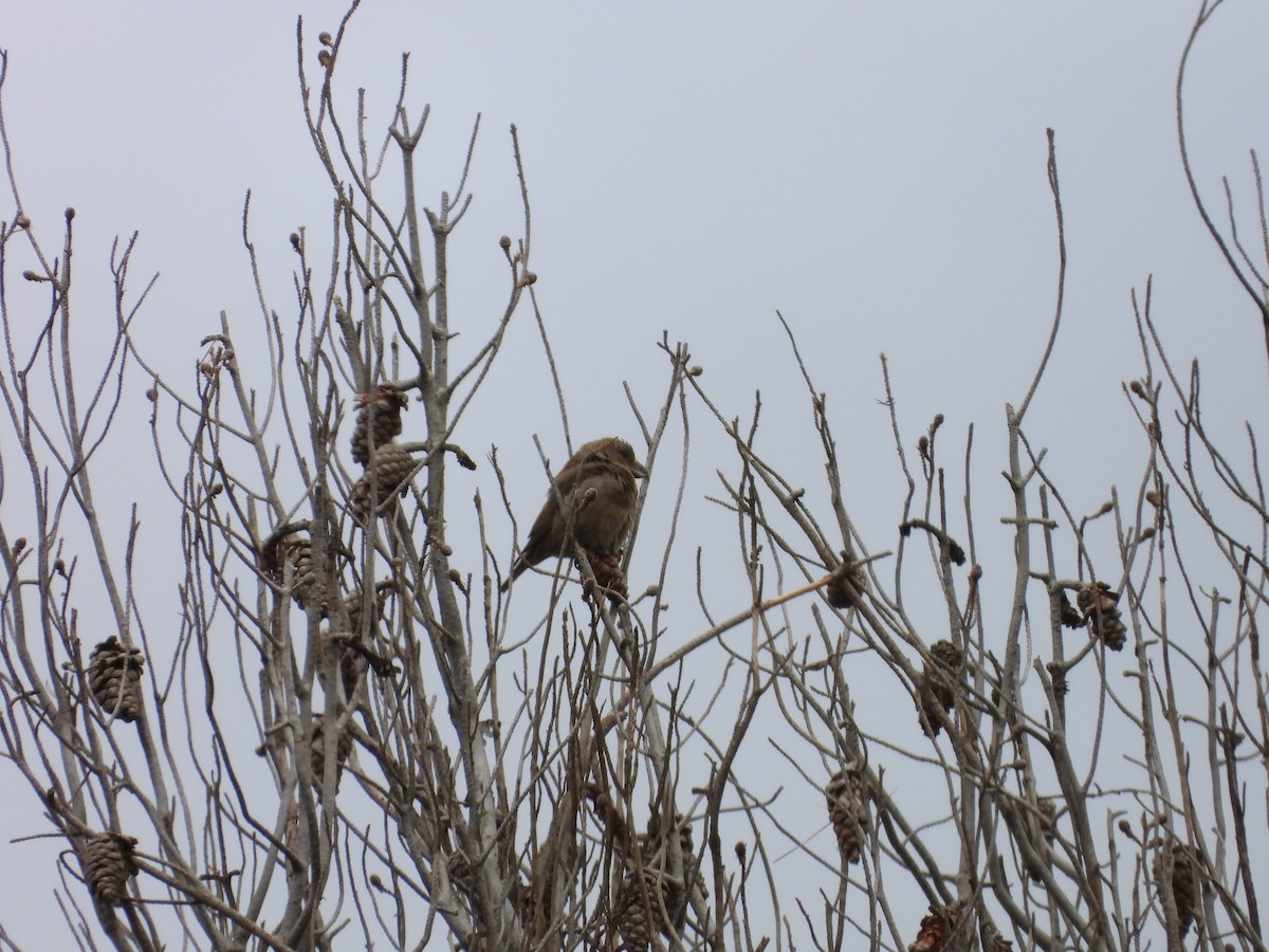Red Crossbill (North African) - ML636462309