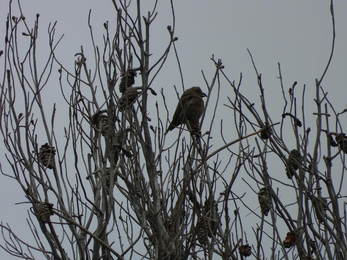 Red Crossbill (North African) - ML636462310