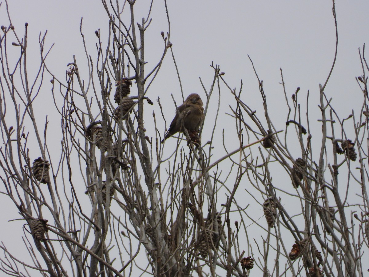 Red Crossbill (North African) - ML636462311