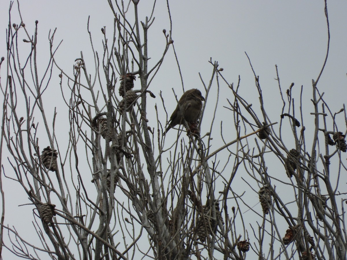 Red Crossbill (North African) - ML636462313