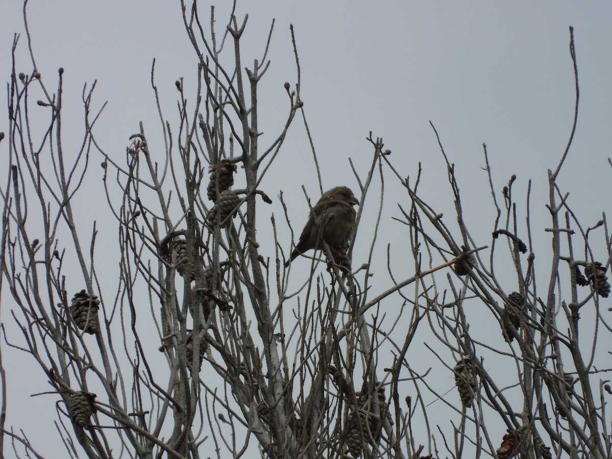 Red Crossbill (North African) - ML636462314