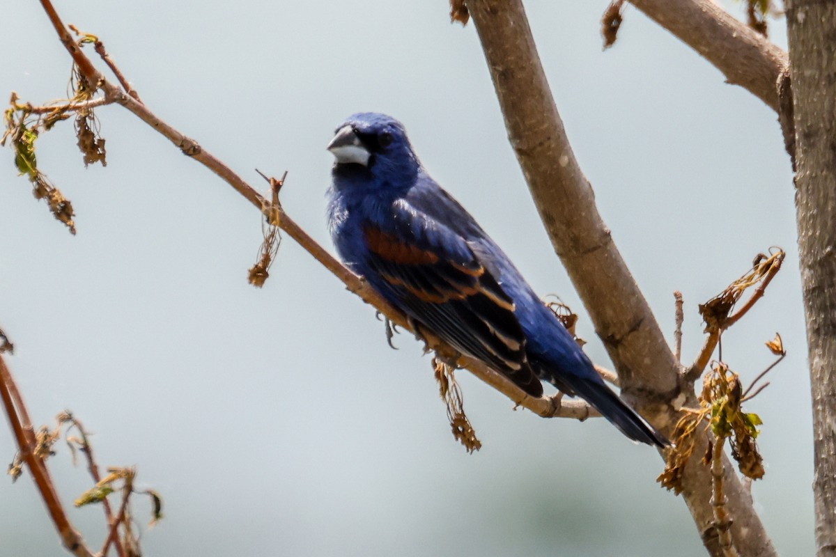 Blue Grosbeak - ML636462323