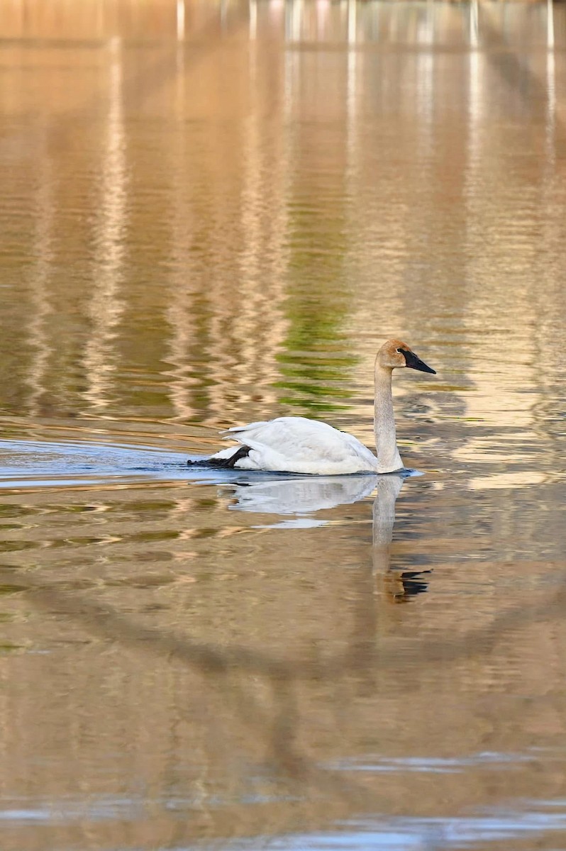 Trumpeter Swan - ML636462325