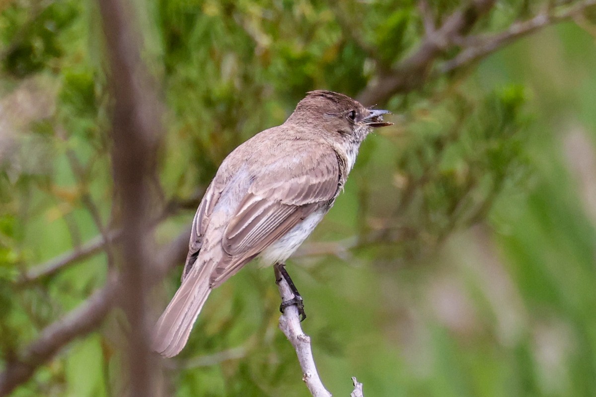 Eastern Phoebe - ML636462326