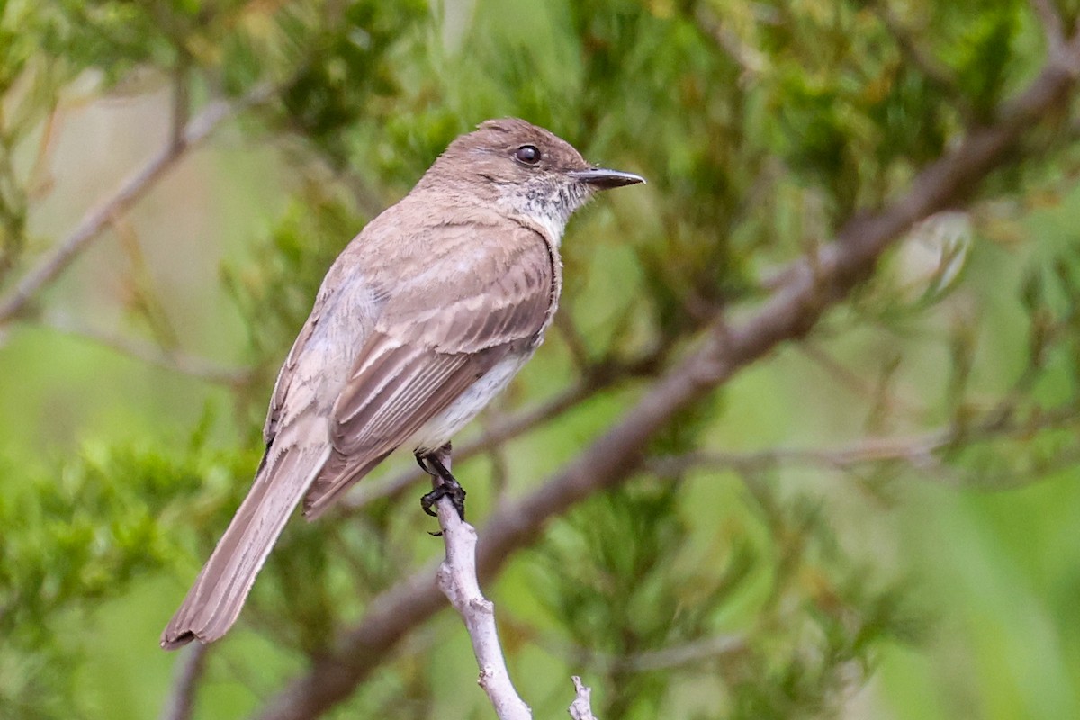 Eastern Phoebe - ML636462327