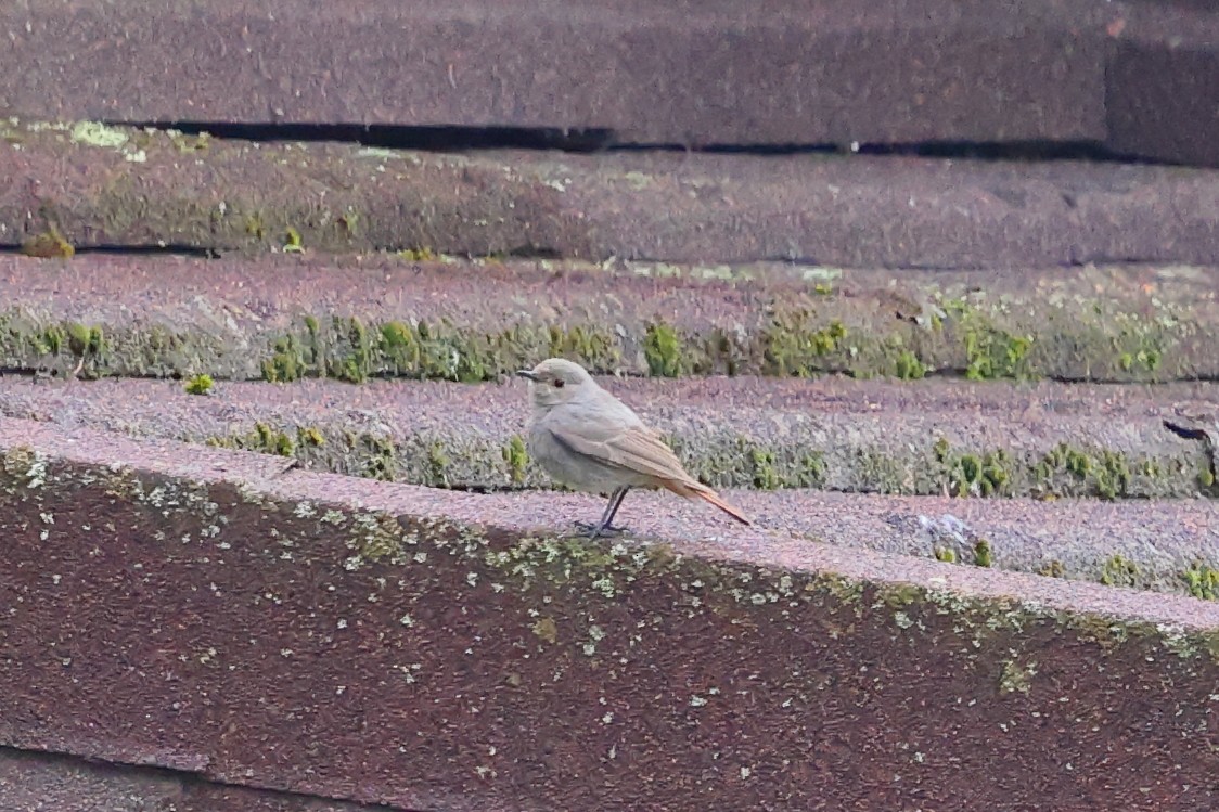 クロジョウビタキ - ML636462330