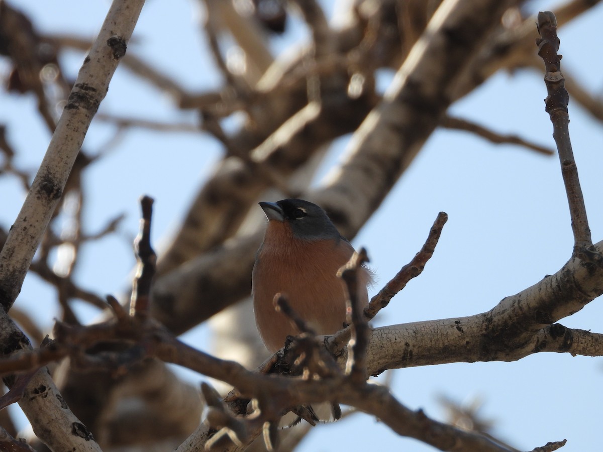African Chaffinch (African) - ML636462333