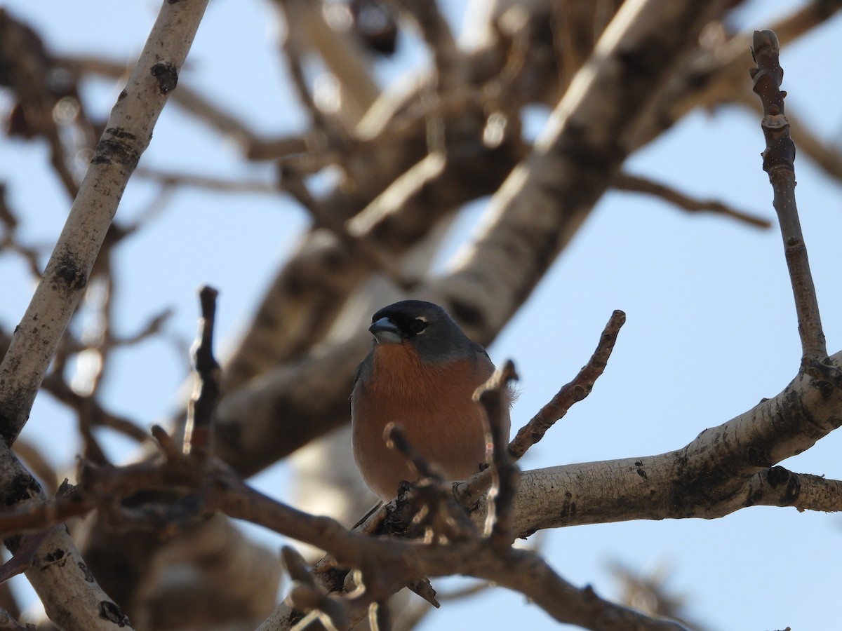 African Chaffinch (African) - ML636462334