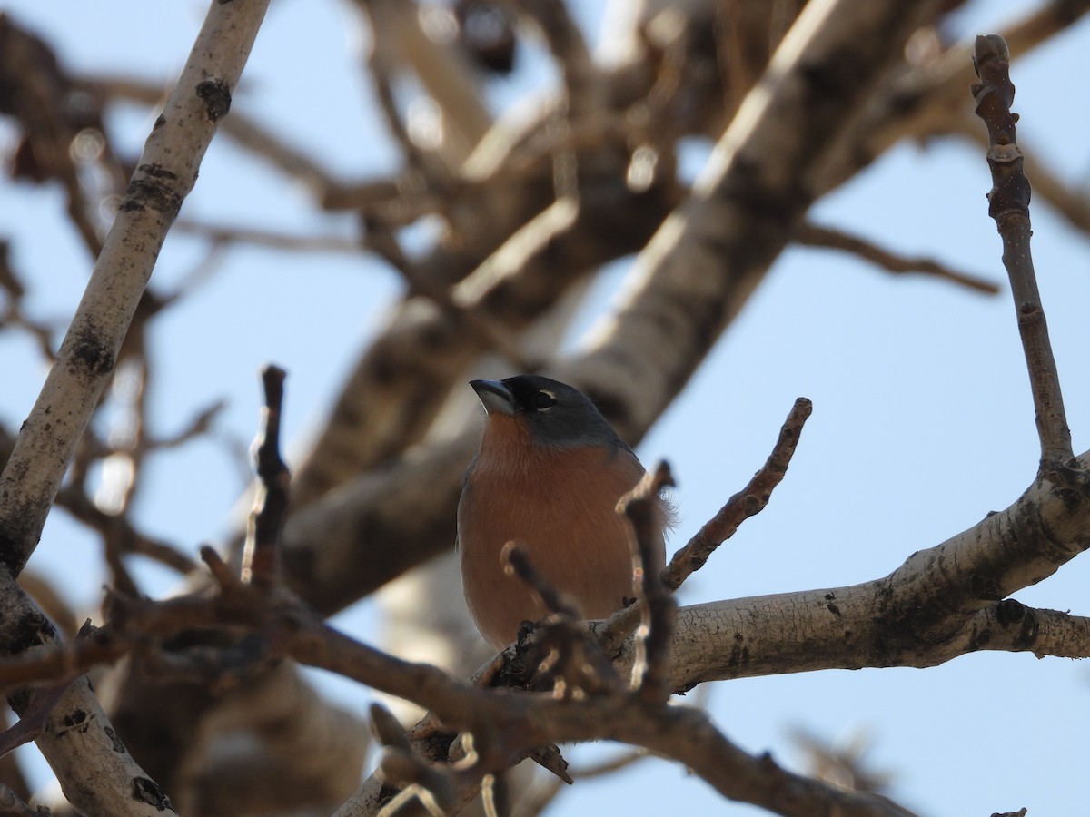 African Chaffinch (African) - ML636462335