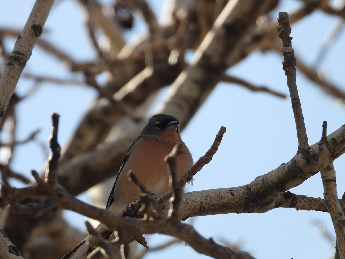 African Chaffinch (African) - ML636462336