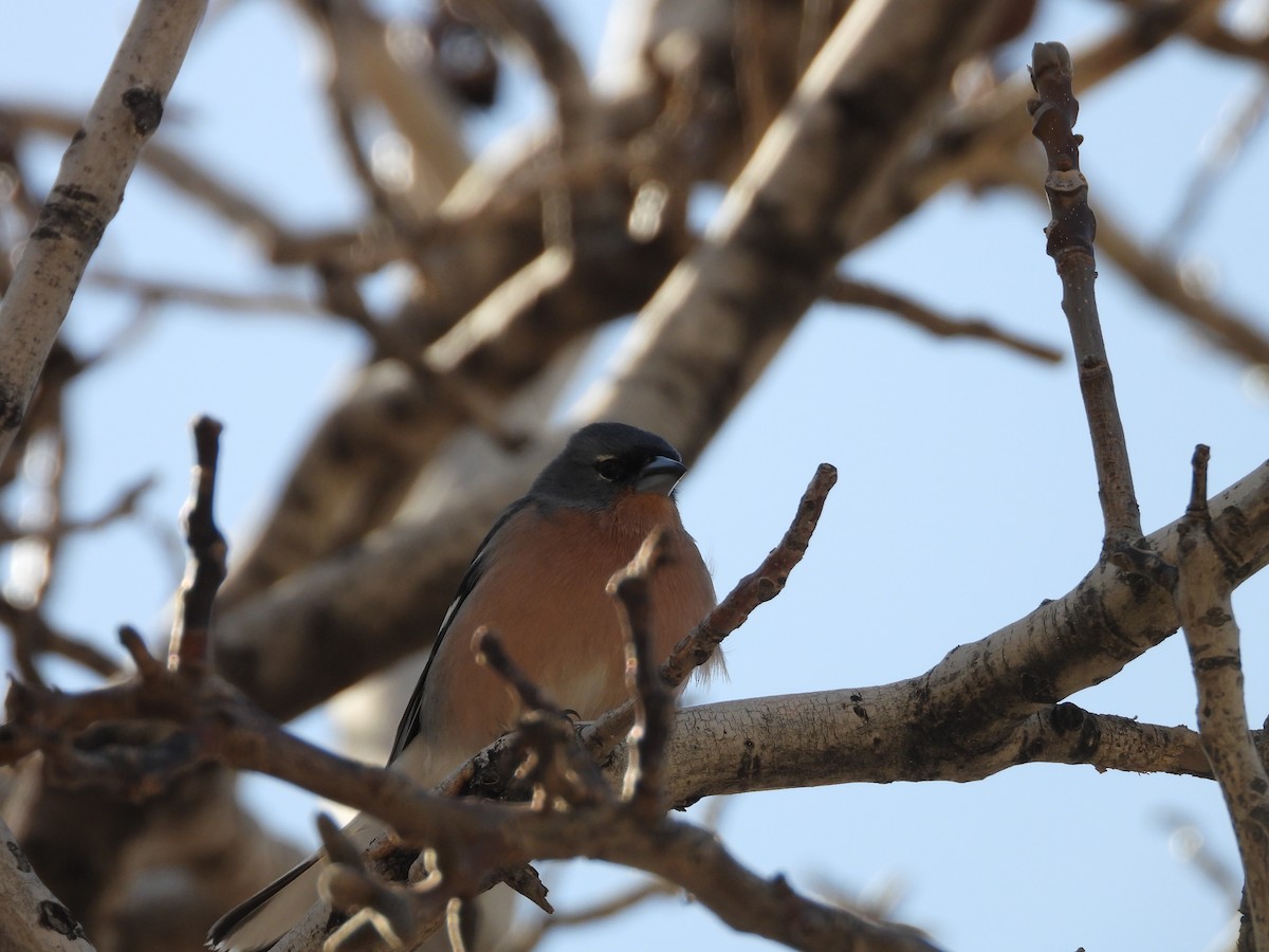 African Chaffinch (African) - ML636462337