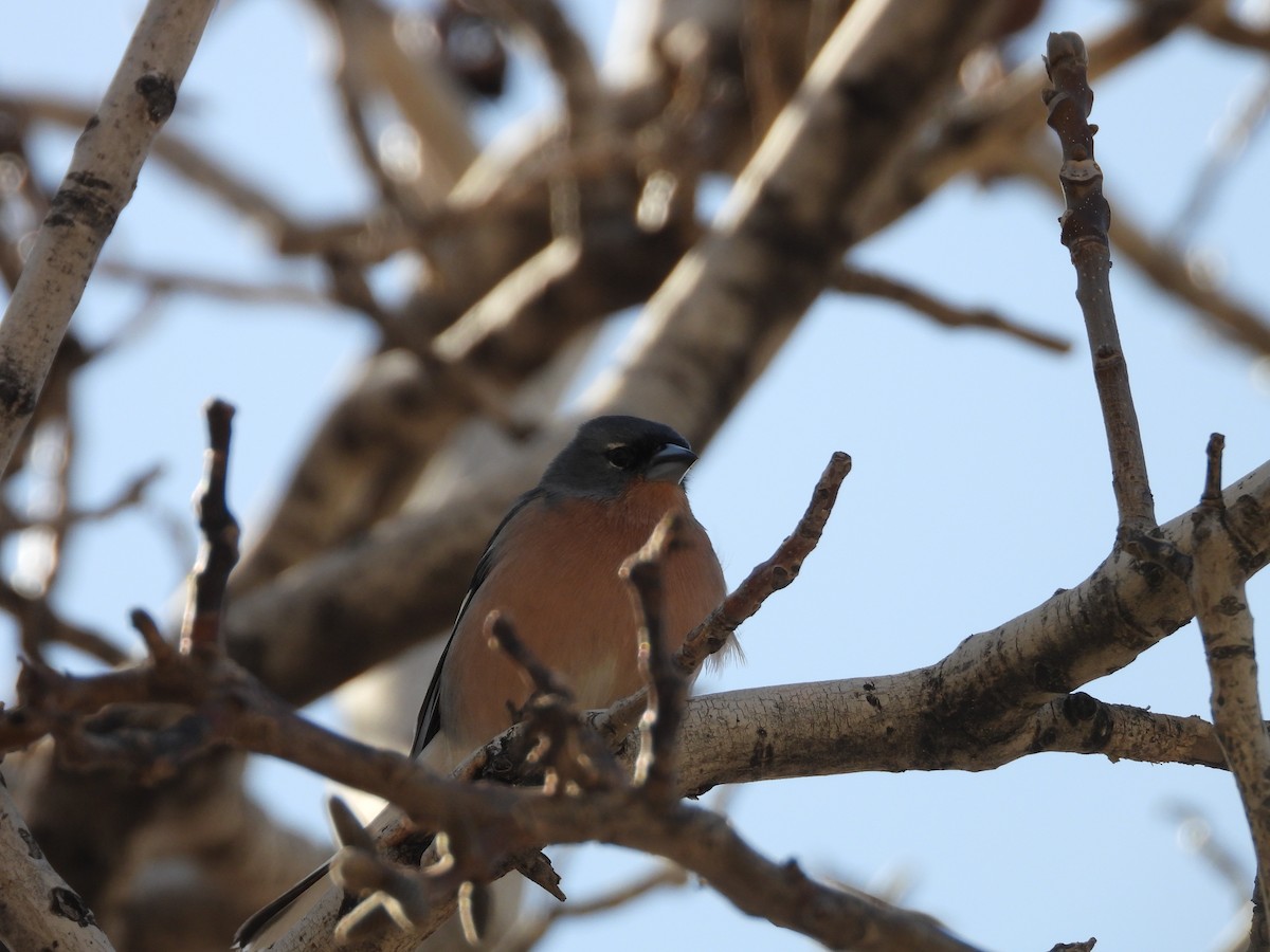African Chaffinch (African) - ML636462339