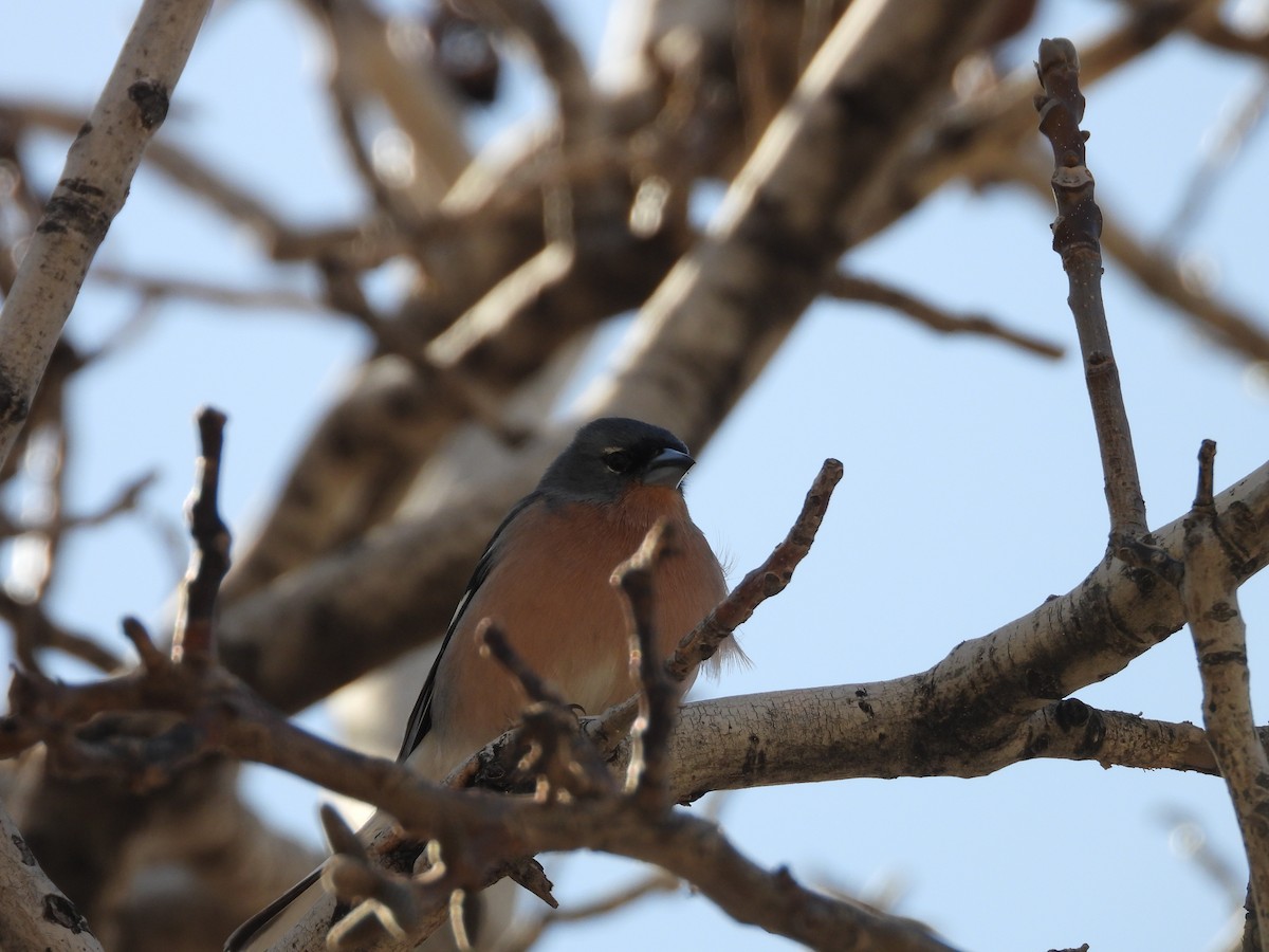 African Chaffinch (African) - ML636462340