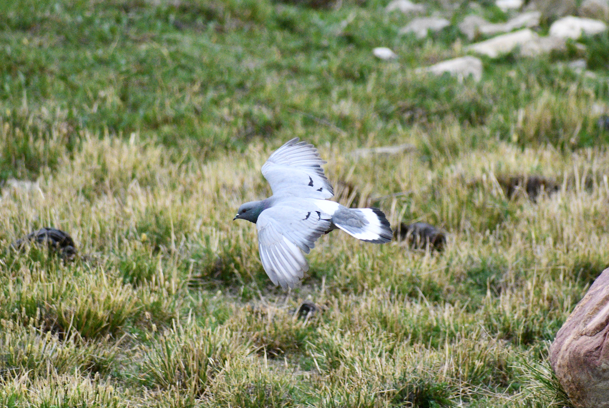 Pigeon des rochers - ML636462367