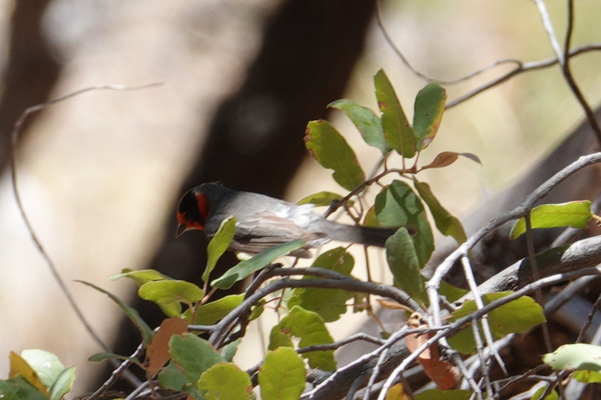 Red-faced Warbler - ML636462375