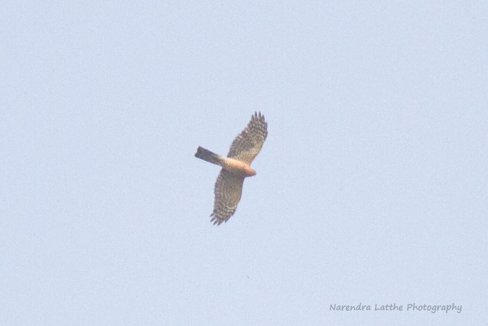 Eurasian Sparrowhawk - ML63646241