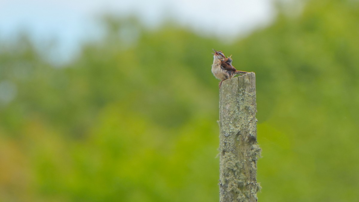 Carolina Wren - ML636462411